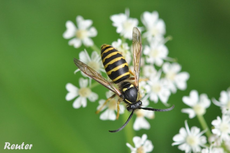 Pollenwespe (Ceramius lusitanicus)